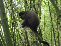 Cercopithecus mitis