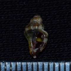 Ocenebra edwardsii