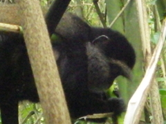 Cercopithecus mitis