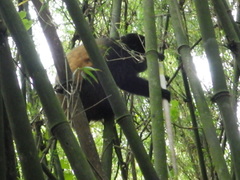 Cercopithecus mitis