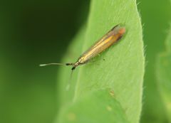 Coleophora deauratella