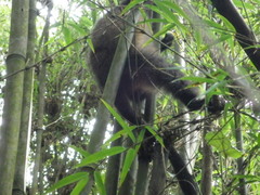 Cercopithecus mitis
