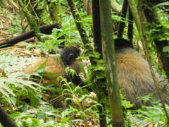 Cercopithecus mitis