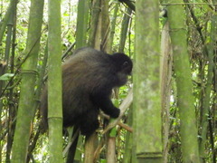 Cercopithecus mitis