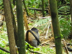 Cercopithecus mitis