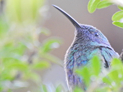 Colibri coruscans