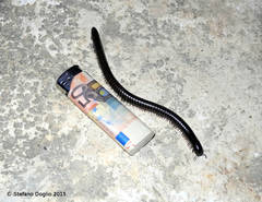 Archispirostreptus syriacus