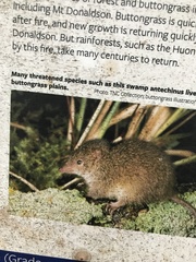 Antechinus minimus