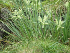Cyperus cyperoides
