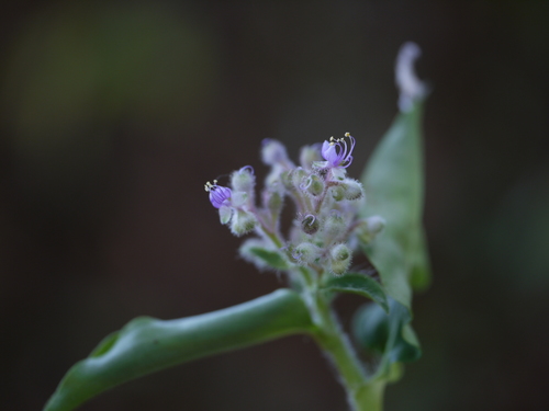 Climbing flower cup (Floscopa scandens)