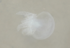 Acromitus flagellatus