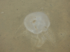 Acromitus flagellatus