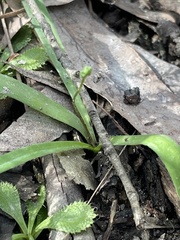 Chamaescilla corymbosa