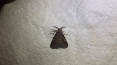 Orgyia pseudotsugata