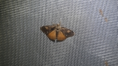 Orgyia pseudotsugata