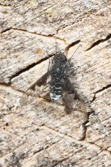 Anthrax trifasciatus