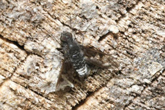 Anthrax trifasciatus