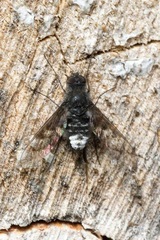 Anthrax trifasciatus