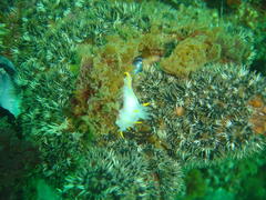 Polycera capensis