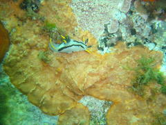 Polycera capensis