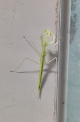 Sinomantis denticulata