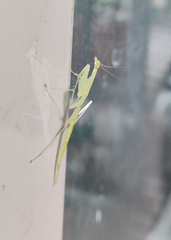 Sinomantis denticulata