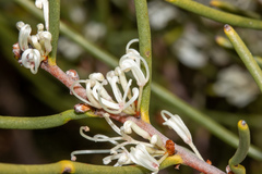 Hakea rostrata