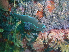 Tambja capensis