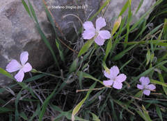 Dianthus strictus