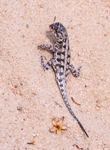 Western Heath Dragon, Ctenophorus adelaidensis
