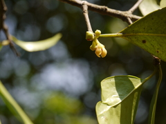 Garcinia gummi-gutta