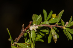 Micrantheum demissum