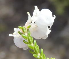 Erica formosa