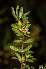 Micrantheum demissum
