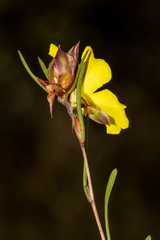Hibbertia virgata