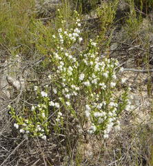 Erica formosa