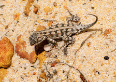 Western Heath Dragon photo 3