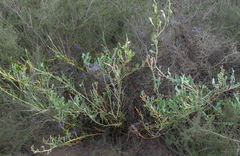 Jacksonia grevilleoides