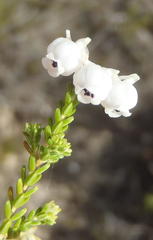 Erica formosa