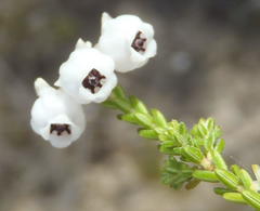Erica formosa
