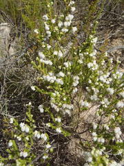 Erica formosa