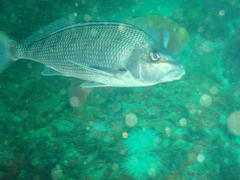 Chirodactylus grandis