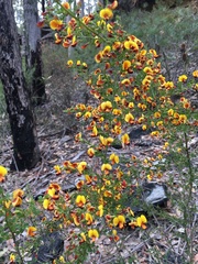 Bossiaea obcordata