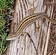 Podarcis siculus campestris