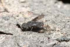 Anthrax trifasciatus