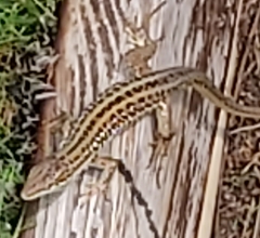 Podarcis siculus campestris