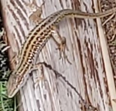 Podarcis siculus campestris