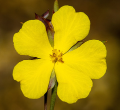 Hibbertia virgata