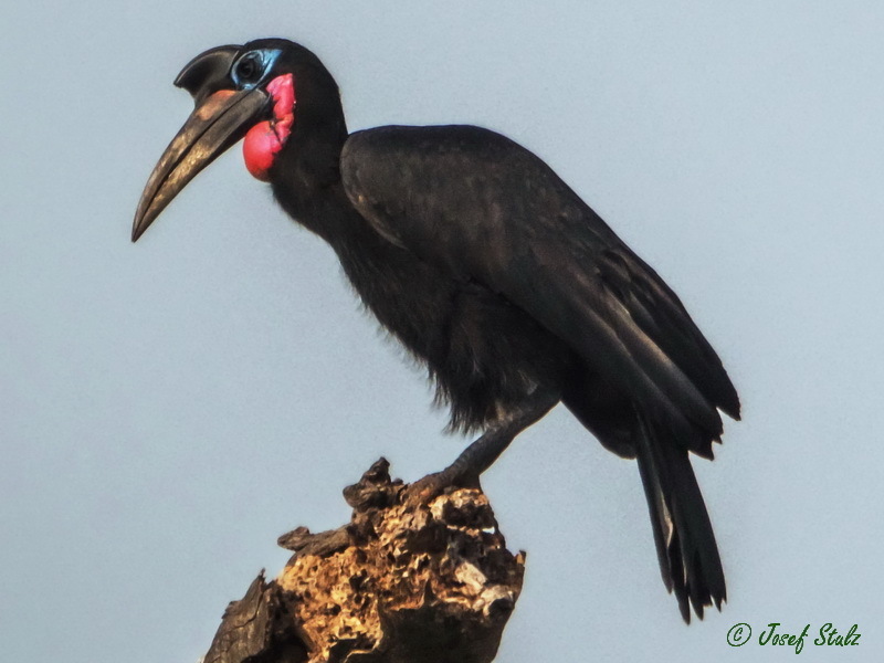 Abyssinian Ground-Hornbill photo
