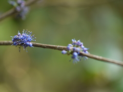 Memecylon talbotianum